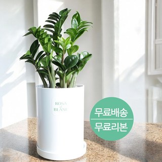 로사드블랑 개업선물 보석금전수 집들이 거실화분, 1개 로사드블랑 개업선물 보석금전수 집들이 거실화분, 1개