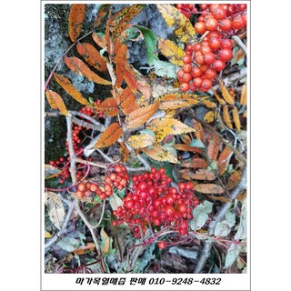마가목열매즙(야생)/ 010-9248-4832/오리지널 자연산, 1개, 7.2L