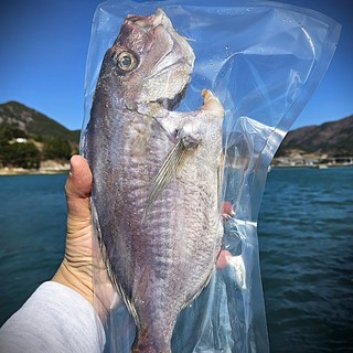 [산지직송] 해풍맞은 반건조 참돔 신선급냉, 1개, 해풍 반건조 참돔 (급냉) 2kg