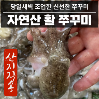 산지직송 국내산 활 쭈꾸미 국산 1kg 2kg 알배기 알쭈꾸미, 1개