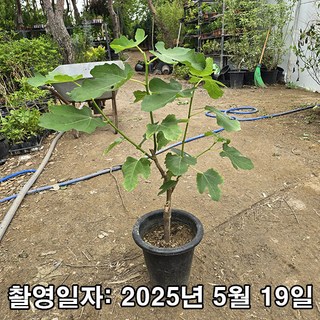 충주원예조경 / 무화과나무 / 승정도후인 / 3년생 / 결실주, 무화과, 1개