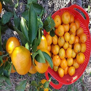 [위미농원] 서귀포 감귤 5kg 10kg, 1박스, 3kg(l-2l)중대과