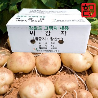 씨감자 (정품) 두백 4kg 보급형 강원도감자 고랭지 채종감자, 1박스