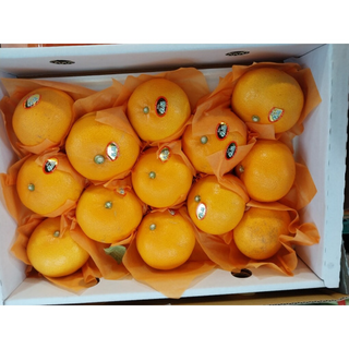 농촌이야기 레드향 25과 ~40과 벌크 9~10kg 44.900원 초특가, 1박스, 9.5kg