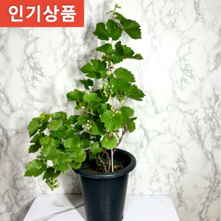 나만의화원 머루나무 (키우기 좋은시즌) 머루화분 머루나무묘목