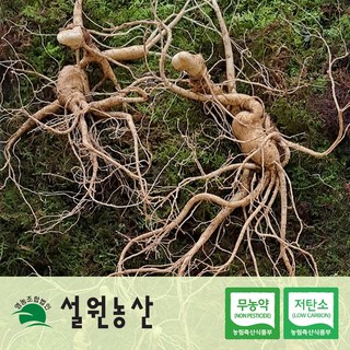 [친환경/저탄소] 산양삼 산양산삼 장뇌삼, 12년 특 2뿌리, 임업진흥원 합격증 부착, 1개