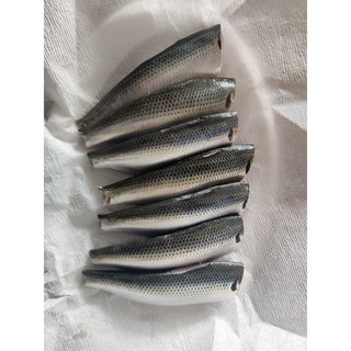 완도 전어 세꼬시 남해안 제철횟감 회무침 300g 500g 자연산 손질 급냉, 손질전어300g(1-2인), 1개