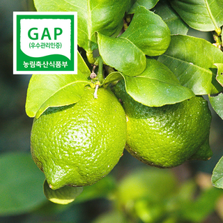 [제주1등농가]GAP인증 친환경 제주 그린 레몬, 1박스, 1.5kg