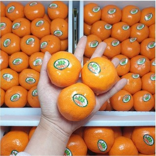 (용이청과) 제주 고당도불로초감귤1.5kg [20~27과내외] 랜덤배송, 1개, 1.5kg