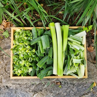 국내산 대파 세척 손질대파 4종 세트, 1개, 2kg