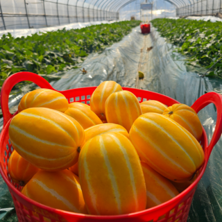 과일삼촌 당도선별 산지직송 고당도 성주 참외, 1박스, 5kg(가정용)