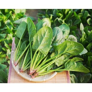 [야들야들] 연하고 부드러운 남해 노지 시금치, 1박스, 1kg