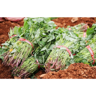 해남 꿀고구마 종순 고구마모종