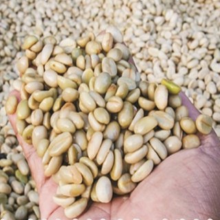 케냐 AA Top 스페셜티 커피 생두 1kg 홈 로스팅으로 만나는 최상급 홈 카페 커피의 선명한 향미와 깊이, 1개
