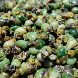 황금이네 자연산 깐다슬기 생다슬기, 자연산 생 막다슬기 중 1kg, 1개