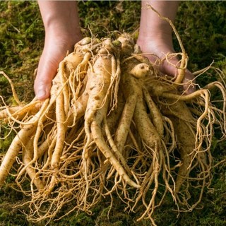 흙 묻은 난발삼 대, 1개, 1kg