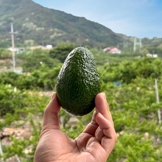 수입산 아보카도 1kg (5~6과), 1개