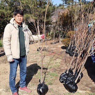 자두나무 묘목 결실주 3년생 4년생 5년생 결실주 왕자두 바이오체리 추희 호무샤, 1개, 왕자두4년생