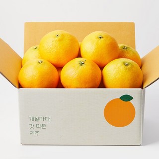 깨비농원 제주 황금향, 1박스, 황금향 2.5kg 대과(6-7과)
