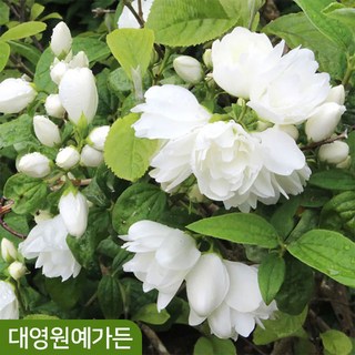 고광나무 스노우벨 꽃나무