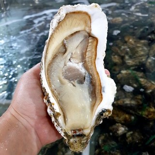 통영 삼배체굴 썸네일