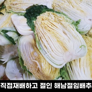[김장추천] 땅끝해남 보은농장 직접재배하고 절인 90일 절임배추 20kg 7~9포기 특상품, 12월 6일출발 7일도착
