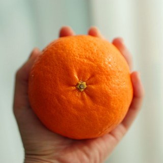 제주자연 제주 고당도 레드향 흠과 농장직송, 1개, 3kg 혼합과 귤10kg 제주자연 제주 고당도 레드향 흠과 농장직송, 1개, 3kg 혼합과 귤10kg