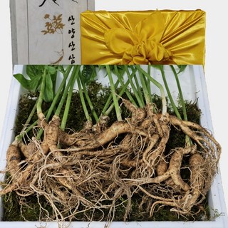 [한국명품산삼] 진짜 100% 지리산 산양삼 5년근 산지직송 선물용 장뇌삼 산양산삼 4-5년근 20뿌리 1박스 10g 상품 이미지