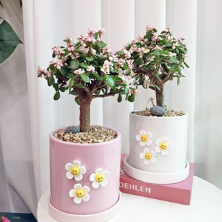 [리본화환] 은행목 +스마일꽃 3개 13 핑크화분 화이트화분 택1 에그스톤 - 개업화분 승진화분 집들이선물, 화이트, 1개