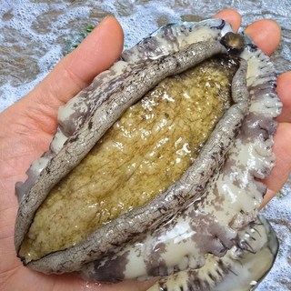 친절한이서방 왕특대 완도 활 전복 직거래, 1박스, (특대) 9-11미 1kg