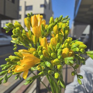 프리지아 생화 꽃다발 농장직송 데일리꽃, 프리지아 꽃다발(소), 1개 11 프리지아 꽃배달 생화 꽃다발 후리지아, 1개, 10줄기+포장