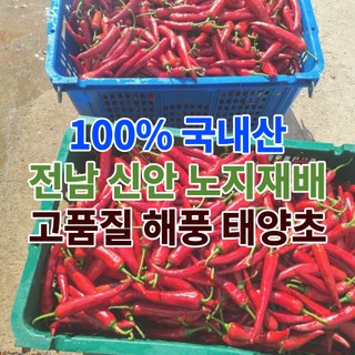 전남 신안 고추 건고추 햇고추 태양초고추 마른고추 5근 10근 3kg 6kg, 1개