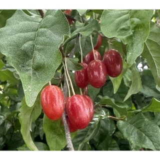 나무1번지- 왕보리수 나무 묘목 2년생 삽목묘 상묘, 1개, 왕보리수나무