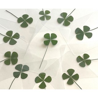 블루랜드 행운의 네잎클로버 생화 코팅카드 책갈피 네잎클로버1개 상품 이미지