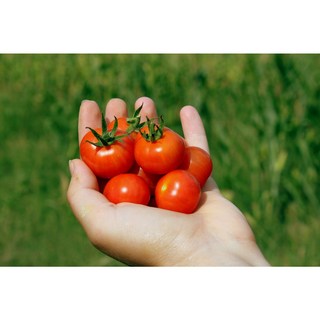 에이치컴퍼니 국내산 대추방울토마토, 1개, 2kg