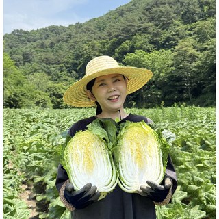 강원도아지매 강원도 고랭지 절임배추 90일배추 특가세일 10kg 20kg ("필수정보란에 도착희망일을적어주시면 꼭 맞춰 보내드립니다"), 1박스, 도착희망일지정