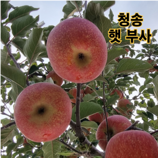 청송 사과 고당도 햇 부사 [산지직송] 가정용 선물용 2kg 3kg 5kg 10kg, 1박스, 중대과 3kg 7~11과