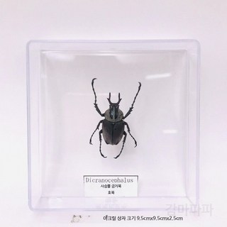 나비 곤충표본 아크릴 상자 과학교구 DIY 생물실험키트 교육용 장식 채집용 투명 패키지 희귀 수집용 선물용, 뿔 금거북
