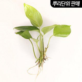 미미네아쿠아 스킨답서스 3촉