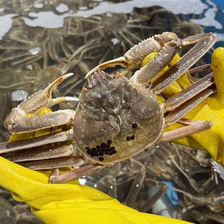 러시아 자숙 박달대게 마가단, 1박스, 특A급 자숙대게 2kg 내외 (1~2미)