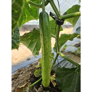 당일수확당일배송 충북 단양 백다다기 못난이 오이, 1개, 4kg