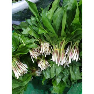 울릉도 자연산 명이나물 생채 2kg 산마늘, 1개