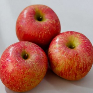 선물용 사과 이미지