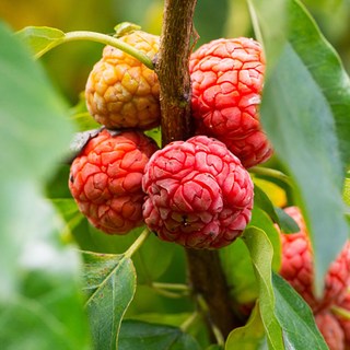 리서스원예 뽕나무 꾸지뽕 나무 묘목 실생1년 특묘, 1개, 꾸지뽕 실생1년