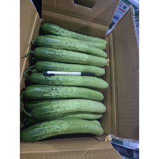 국내생산 백다다기오이 백오이 오이지용 피클용 못난이오이, 10개, 2kg
