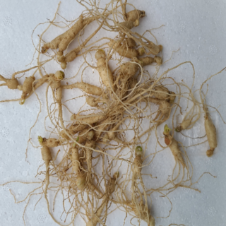 장뇌삼용 인삼모종(달랭이 방울삼 묘삼)1년근 약250개