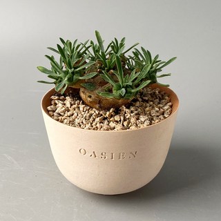 아미산 (Euphorbia gabizan) - 괴마옥의 부모격 아프리카 다육식물 플라스틱포트 (식물만) 1개 상품 이미지