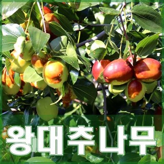 [현대조경농원]대추나무 묘목 왕대추 2년생, 분묘, 1개