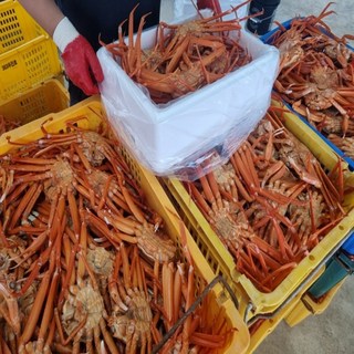 산지직송 국내산 프리미엄 자숙홍게 3kg 실속형 가성비 홍게 3kg, 1박스, 3kg (10미 내외)