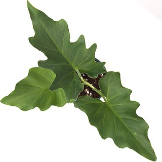 가든온 호프셀렘 실내공기정화식물